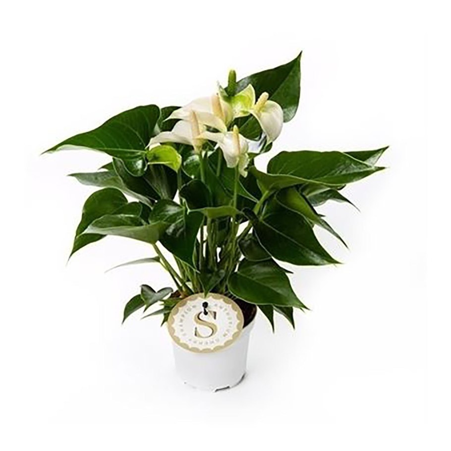 Антуриум джамбо Блэк