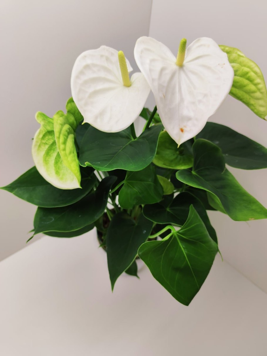 Антуриум Аляска