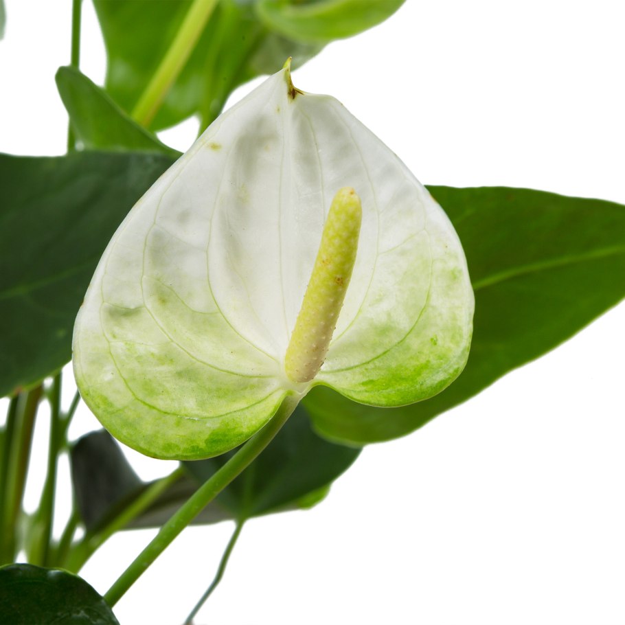 Антуриум Аляска