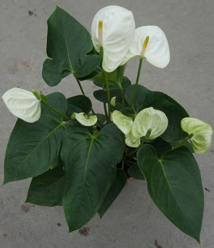 Антуриум Элидо белый