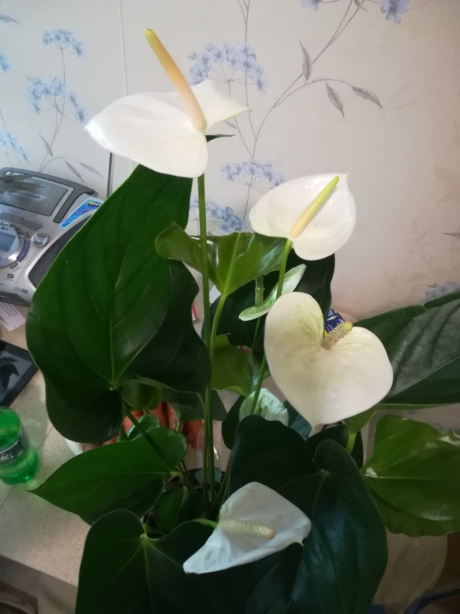 Антуриум Элидо белый