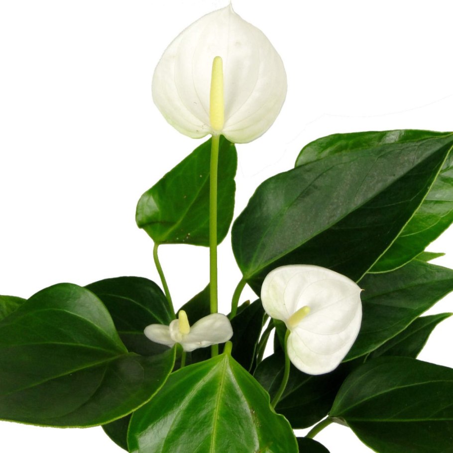 Антуриум белый