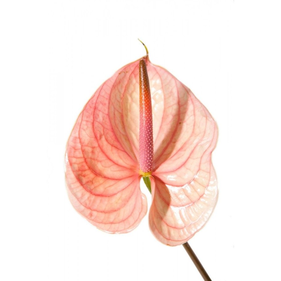 Антуриум Андре Монтана