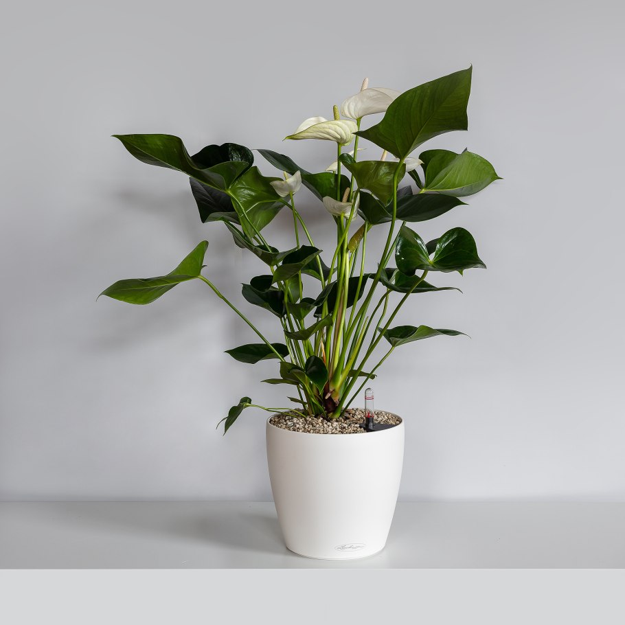 Антуриум Блэк Квин