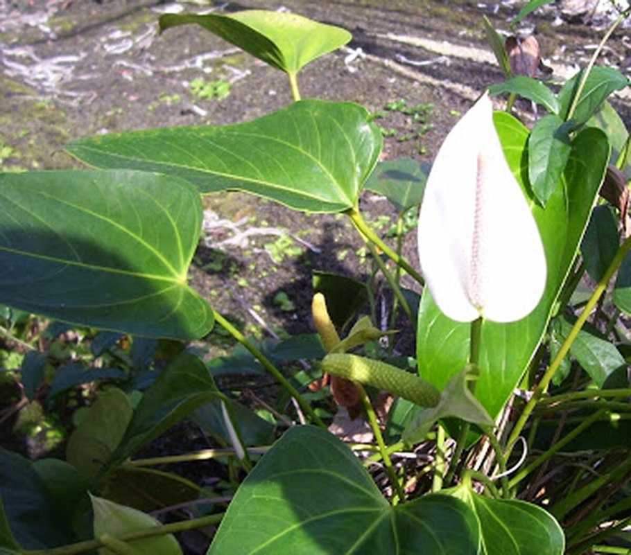 Антуриум Андре