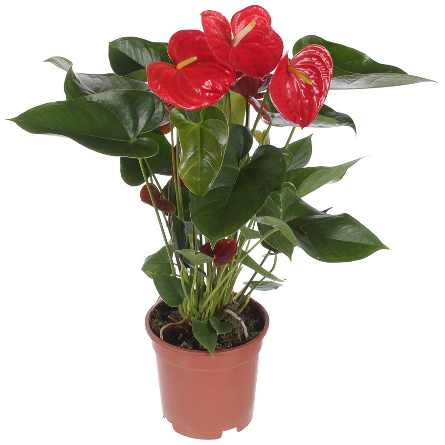 Антуриум Вайт Чамп