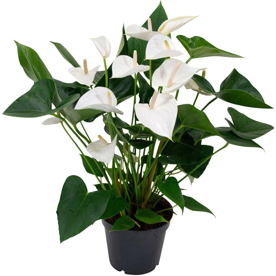 Антуриум Вайт Бьюти