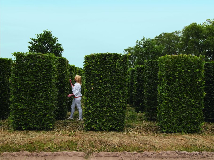 Граб обыкновенный Пендула