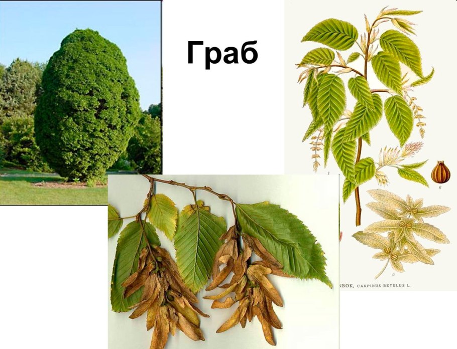 Граб обыкновенный Carpinus betulus