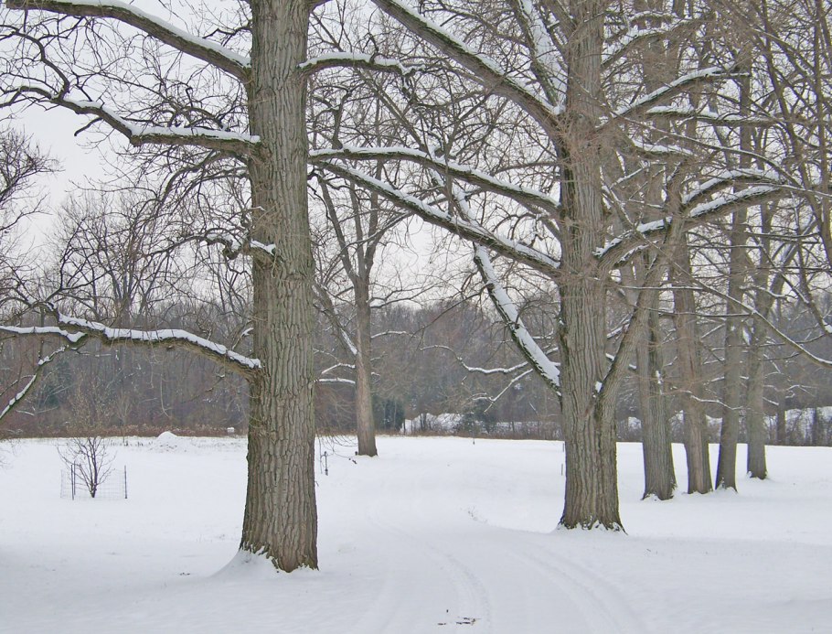 Граб дерево зимой
