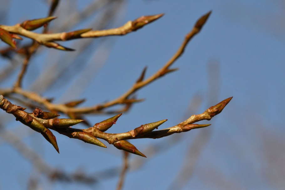 Граб обыкновенный почки