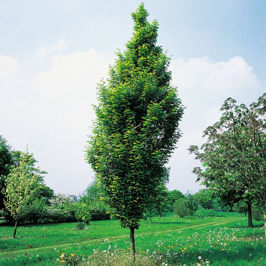 Тисс ягодный Живая изгородь