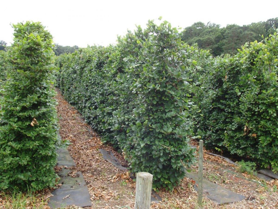 Граб обыкновенный Фастигиата