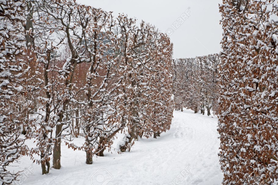 Боярышник изгородь зимой