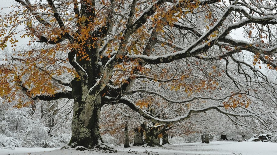 Граб Плантариум