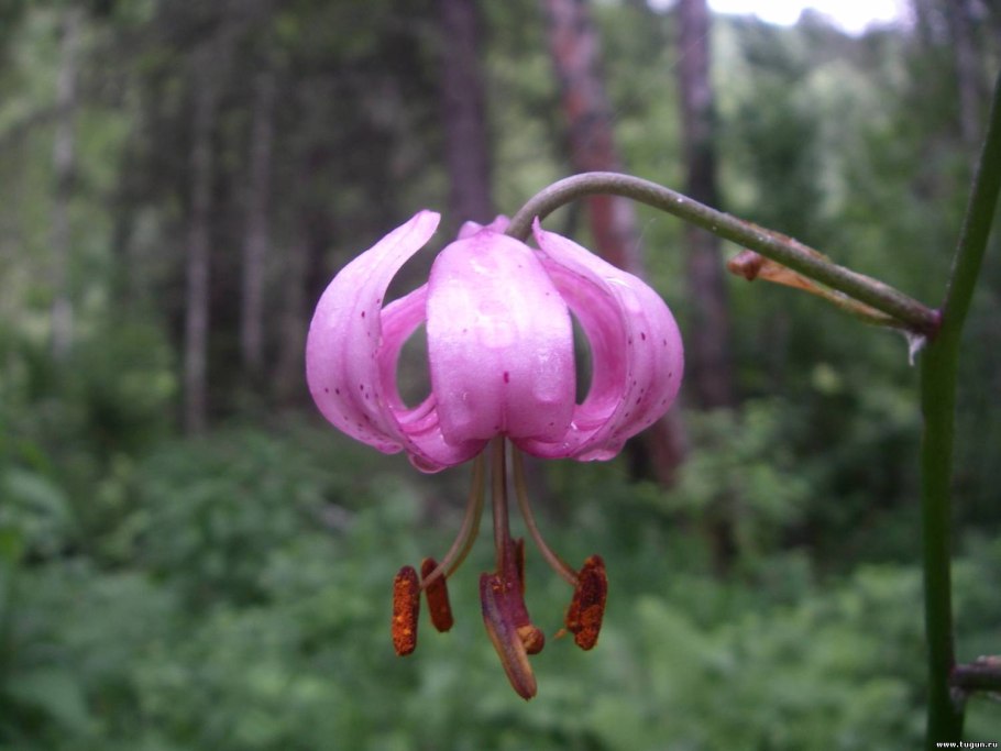 Саранка Лилия клубни