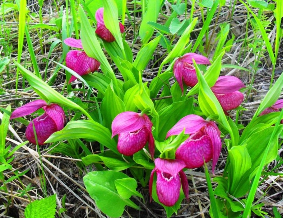 Венерин башмачок Лесной