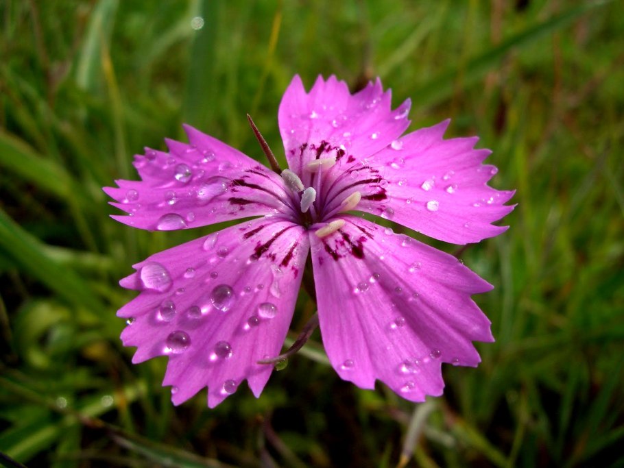 Краснокнижные растения Кузбасса гвоздика