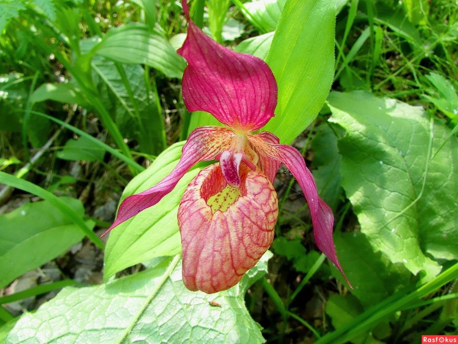 Венерин башмачок цветок