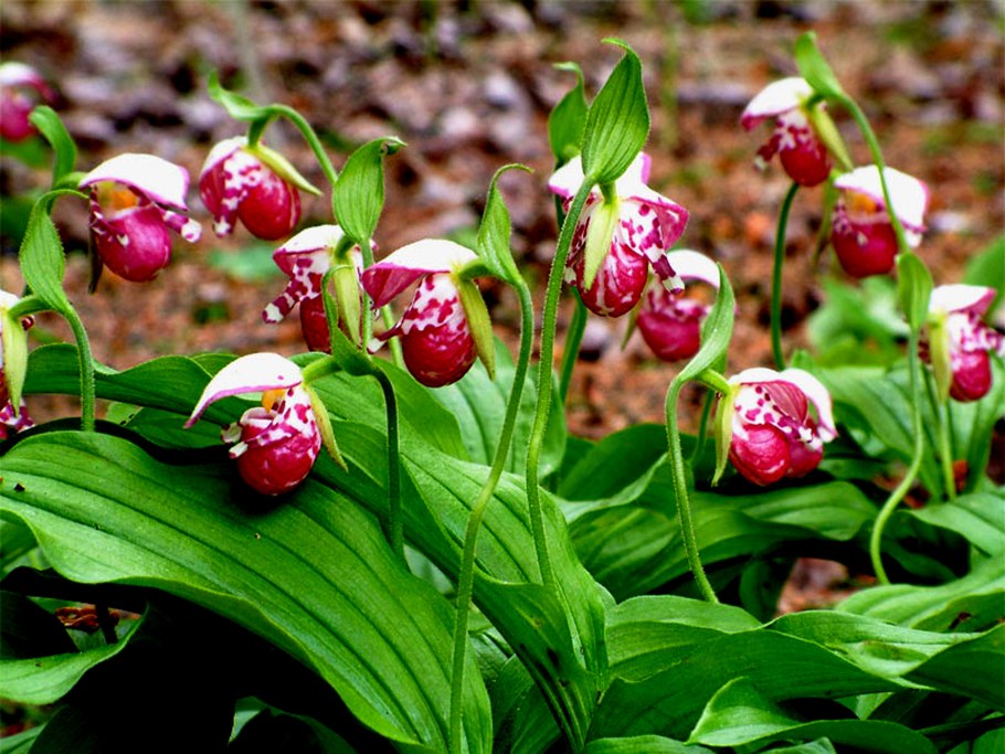 Венерин башмачок крапчатый