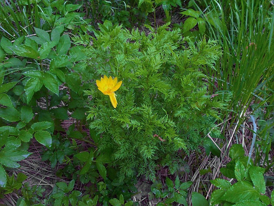 Редкие Лесные растения Сибири