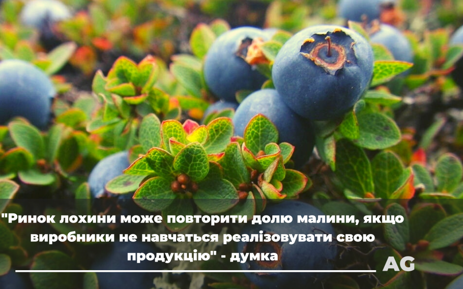 Брусника на Кольском полуострове