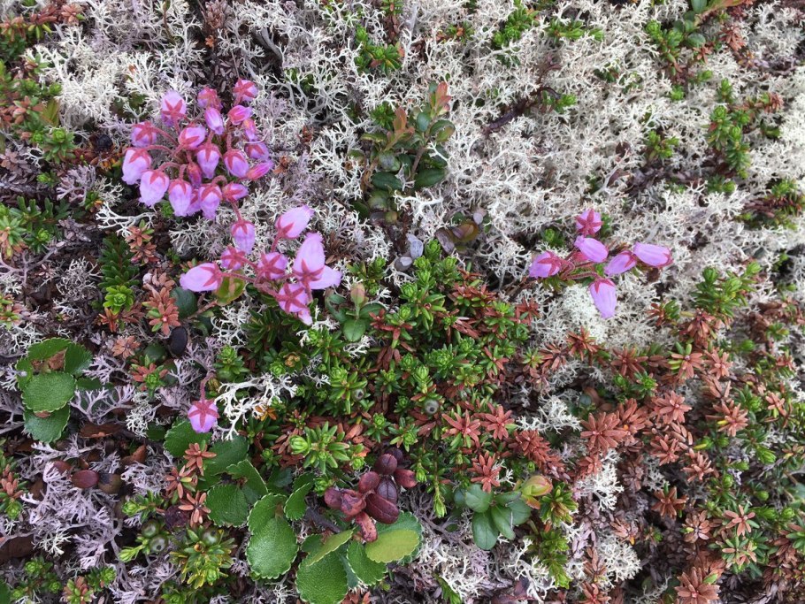 Брусника, зимолюбка, толокнянка, вороника, ортилия