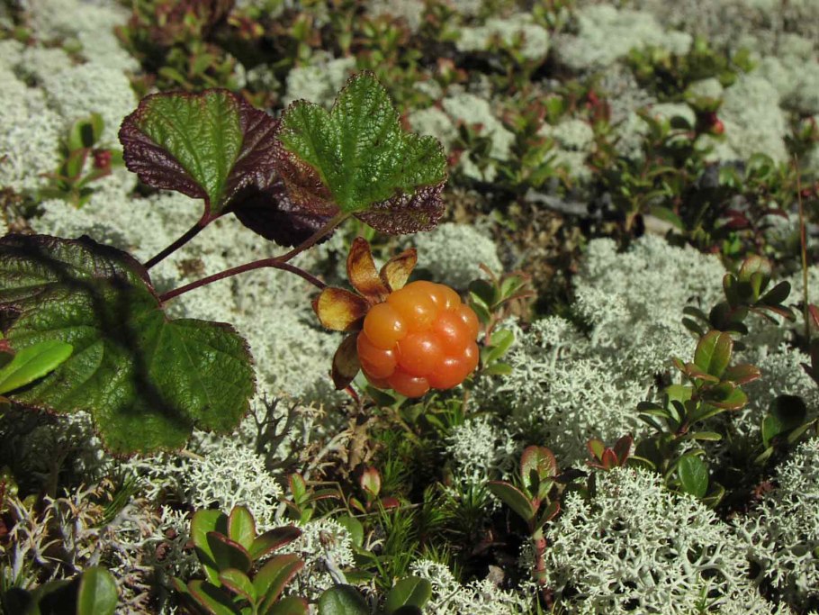 Вороника брусника Кольского полуострова