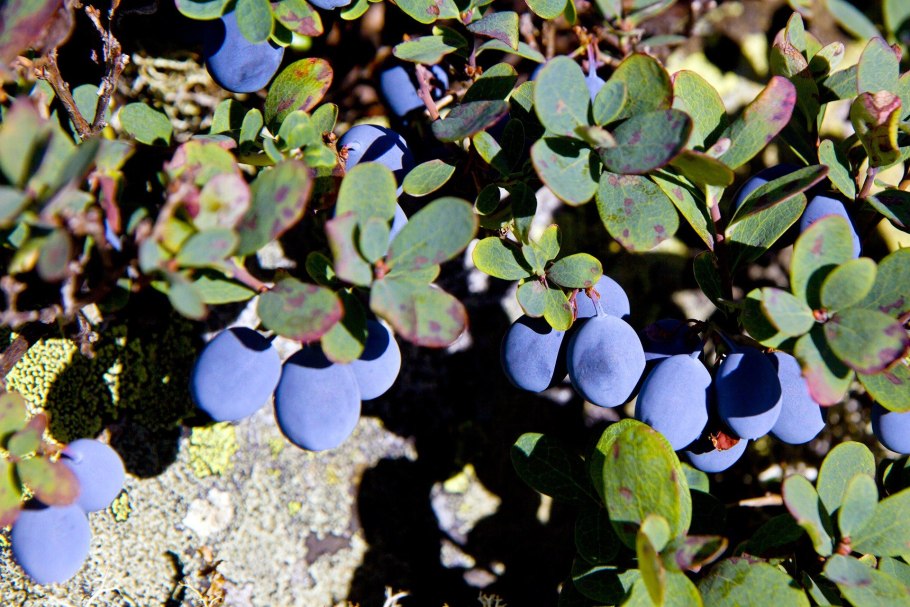 Багульник болотный