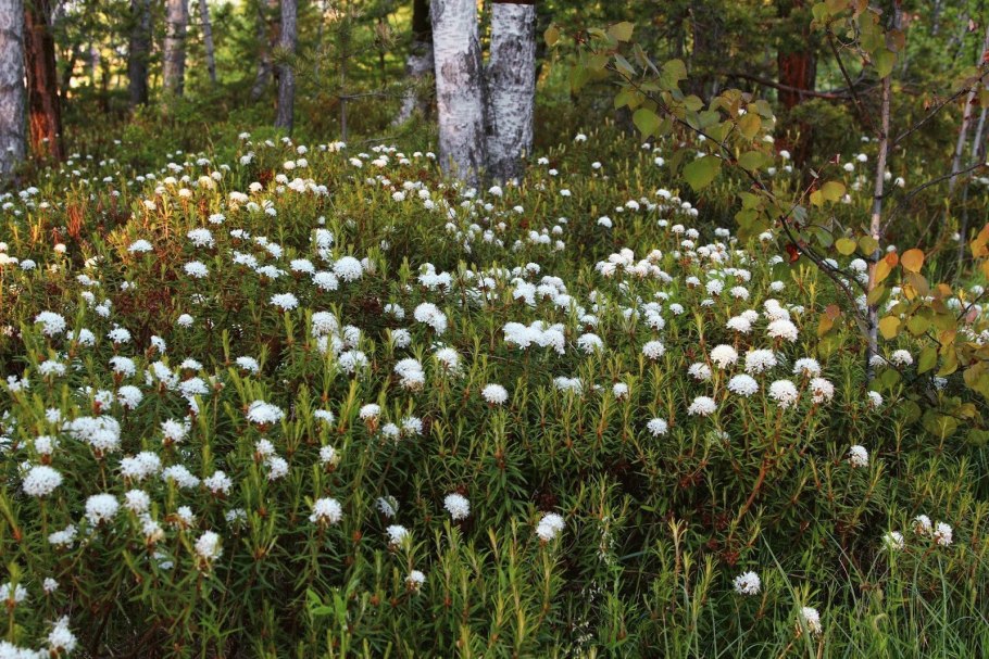 Княженика и Морошка