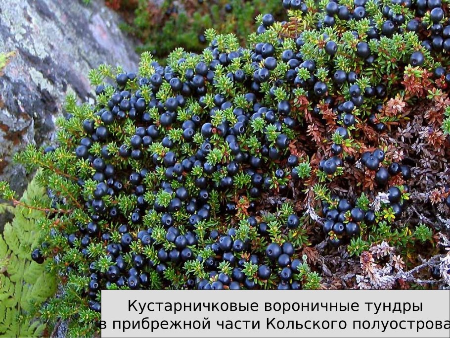 Тундра растения тундры