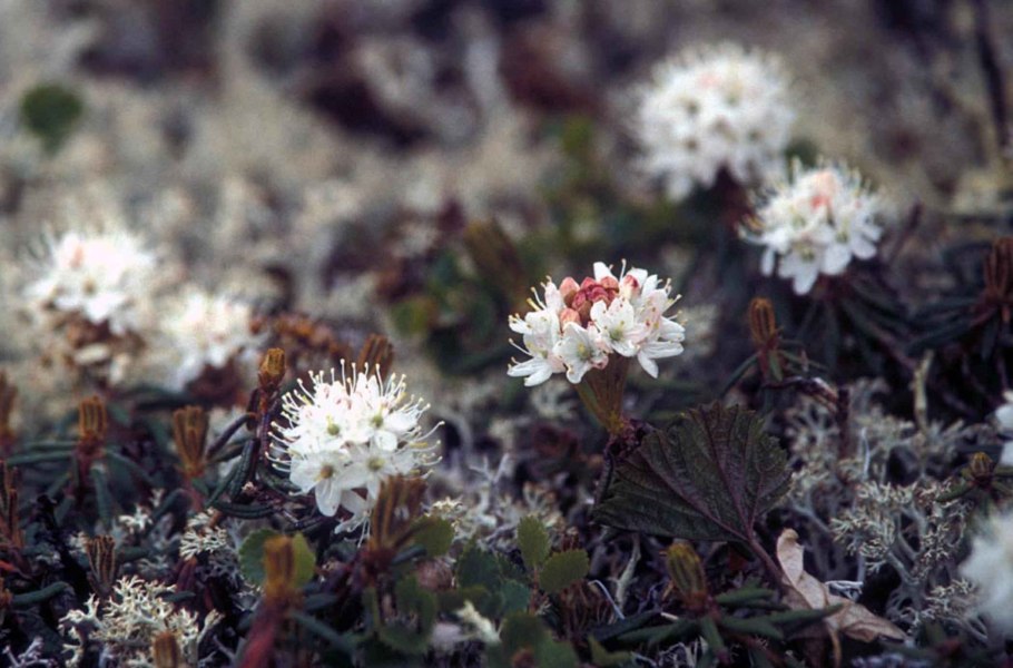 Морошка брусника голубика