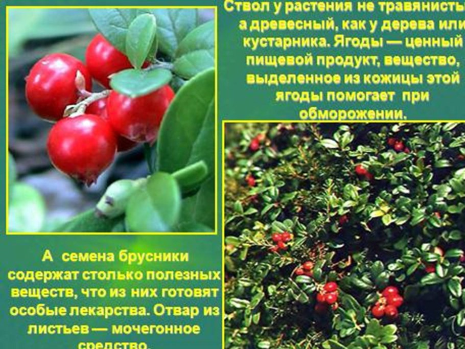 Ягель в тундре