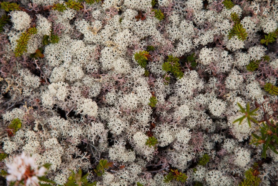 Вереск в тундре