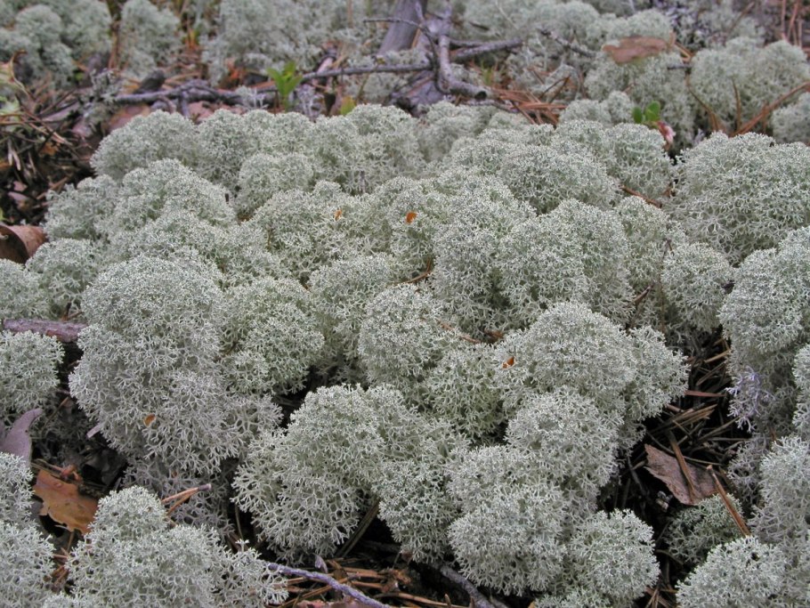 Лишайники в тундре Морошка