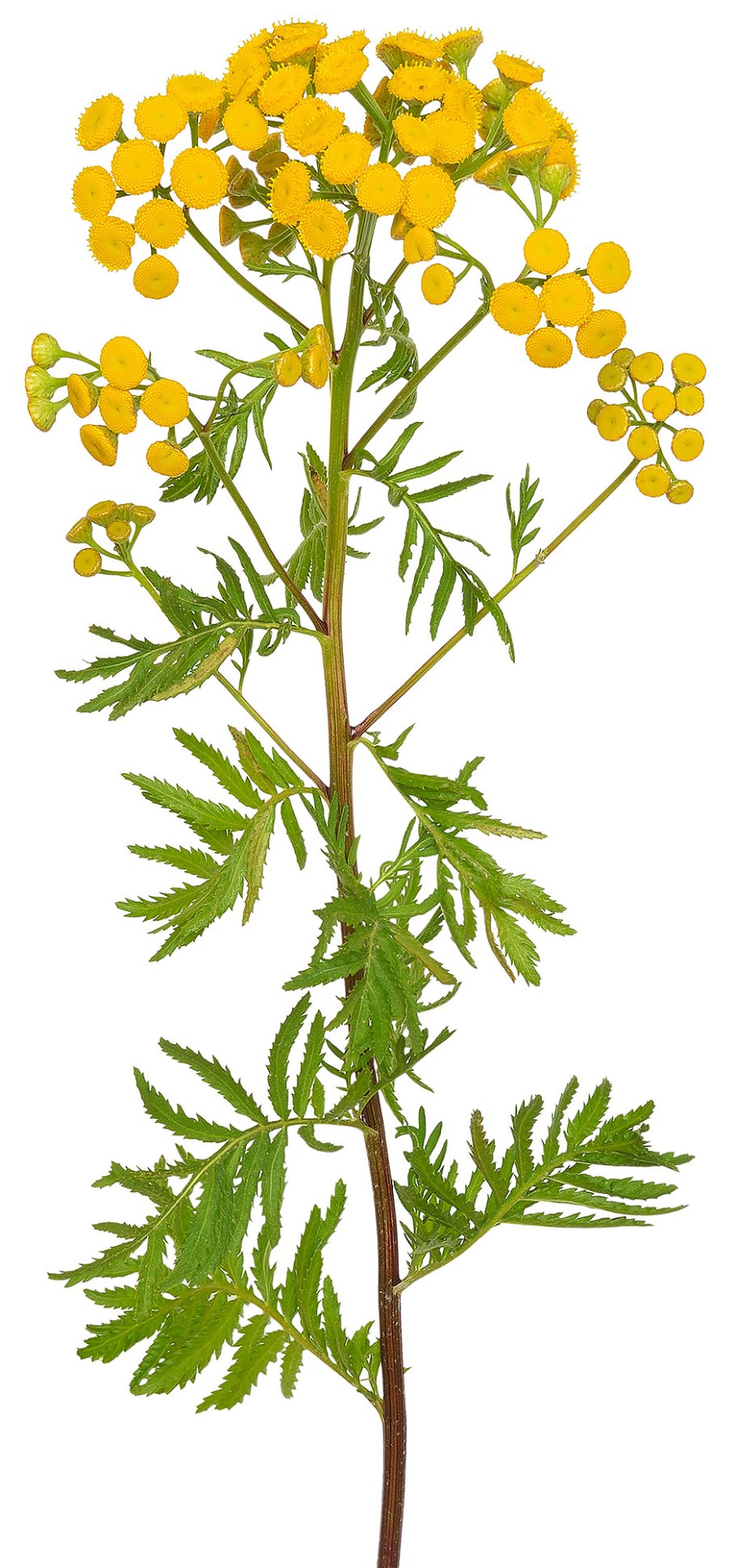 Пижмы обыкновенной цветки ГФ