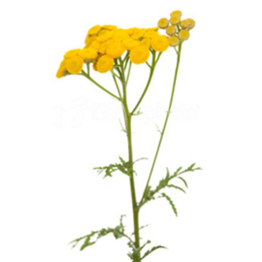 Тысячелистник раскраска для детей