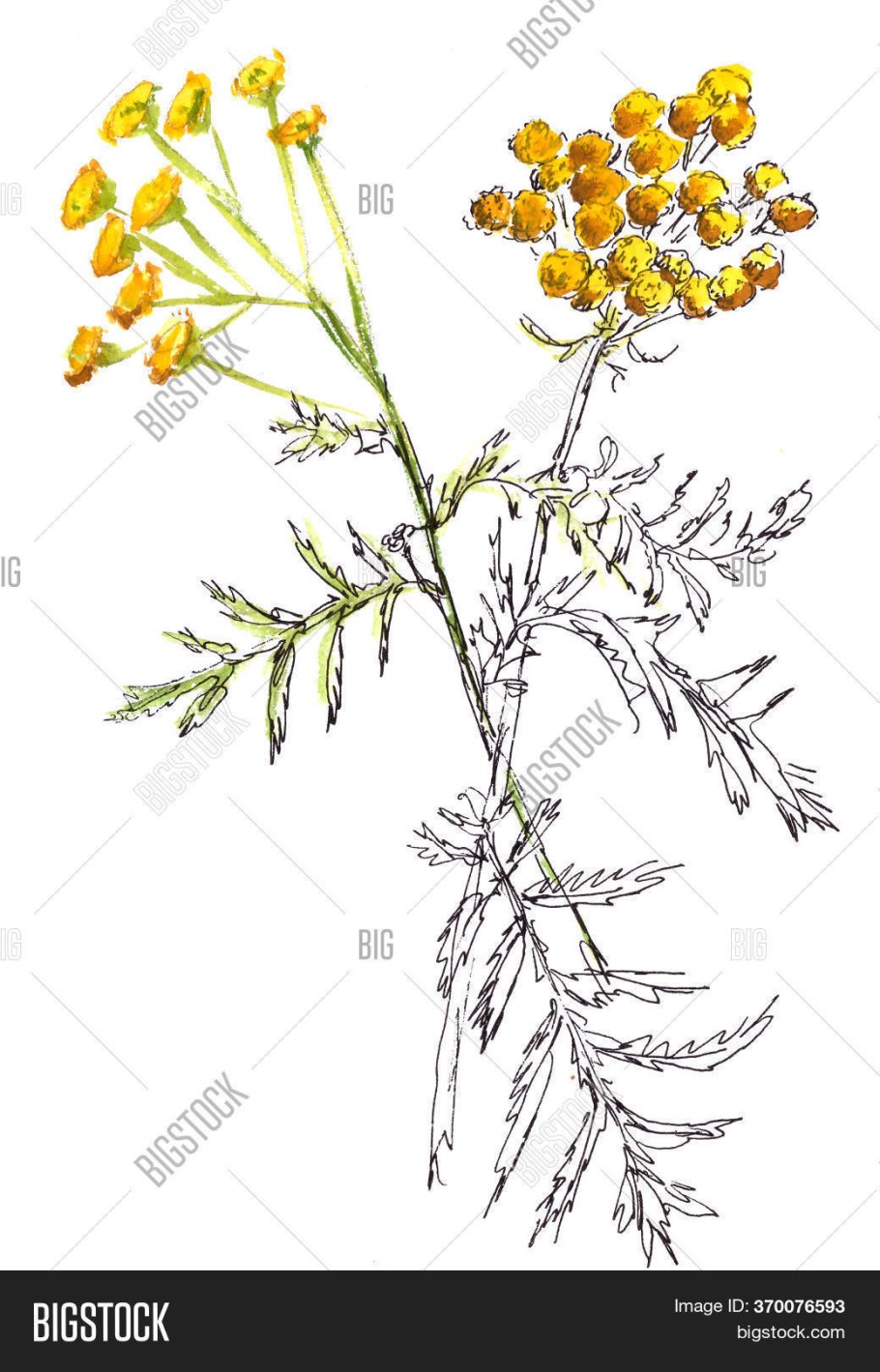 Лист пижмы на белом фоне