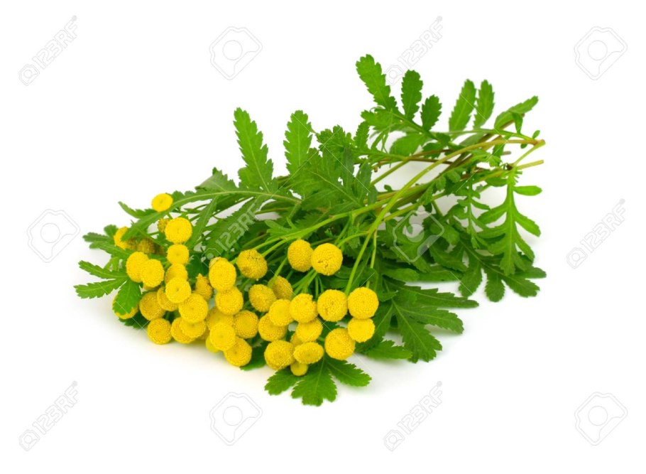 Пижма на прозрачном фоне