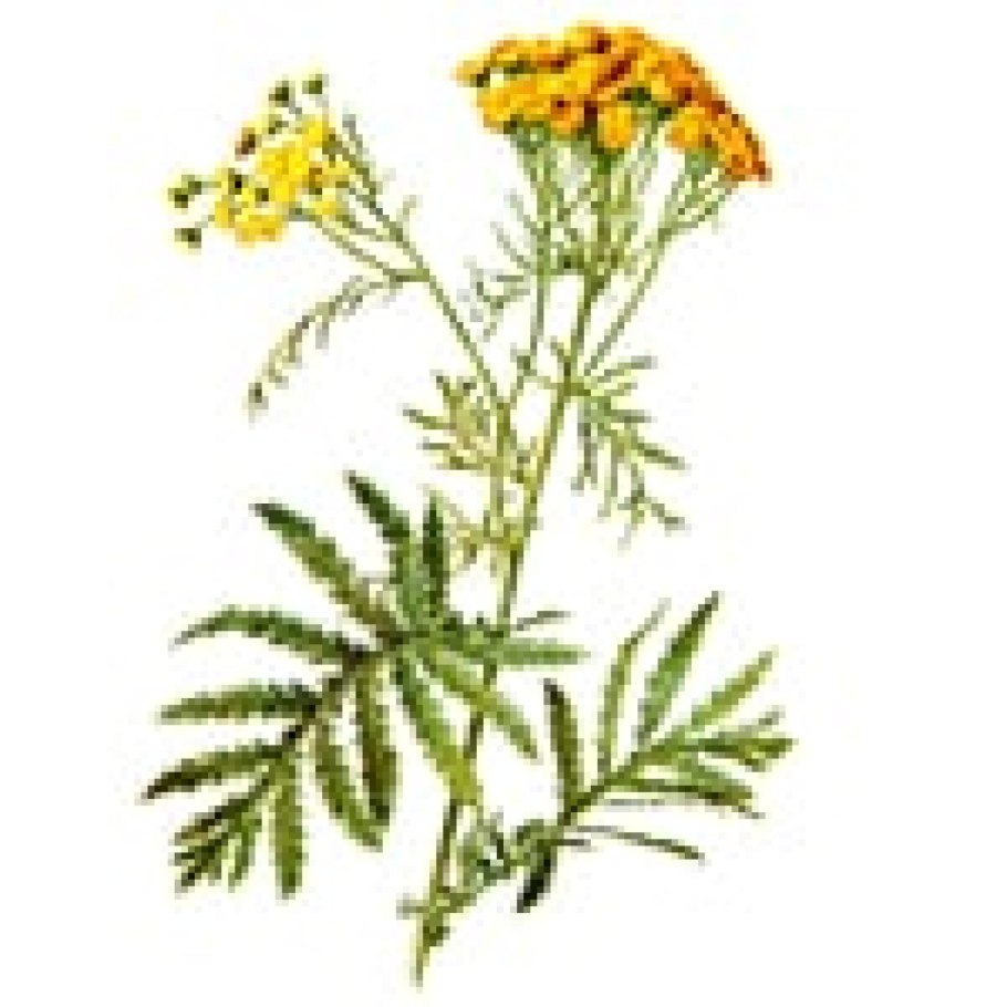 Пижма обыкновенная листья