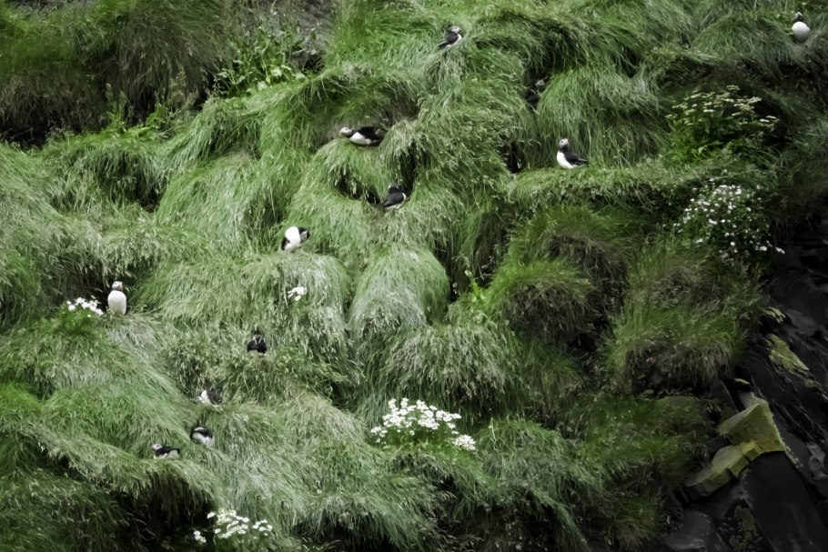Мох Morris Green