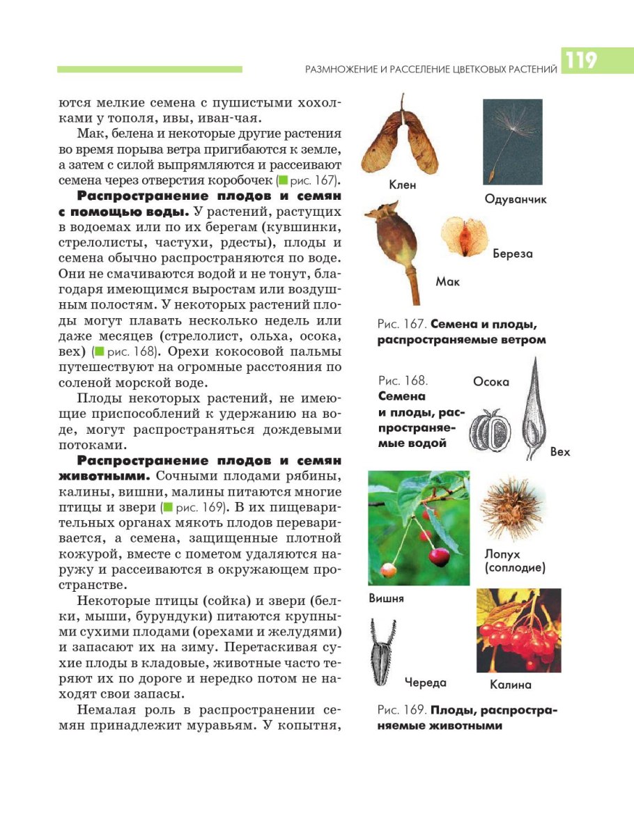 Ольха дерево ареал