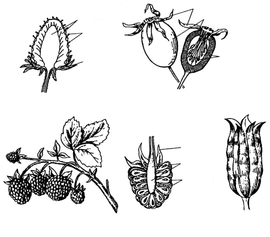 Alnus glutinosa ареал