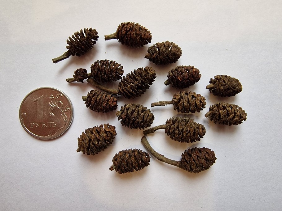 Ольха клейкая дерево