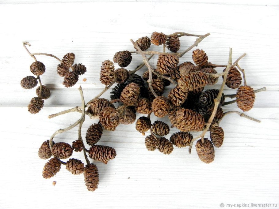 Ветка ольхи