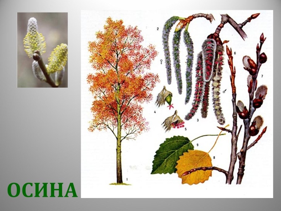 У растений созревают плоды