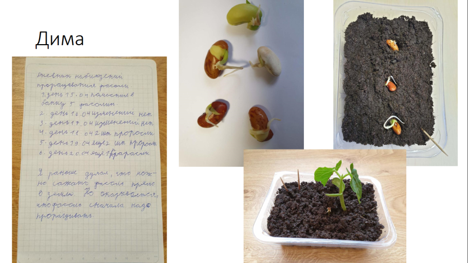 Семя его строение и значение