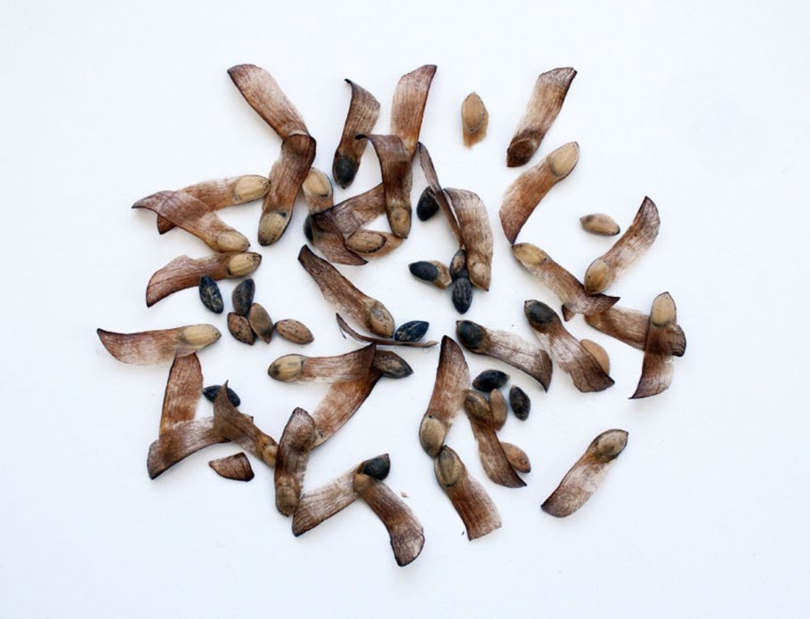 Название деревьев для дошкольников