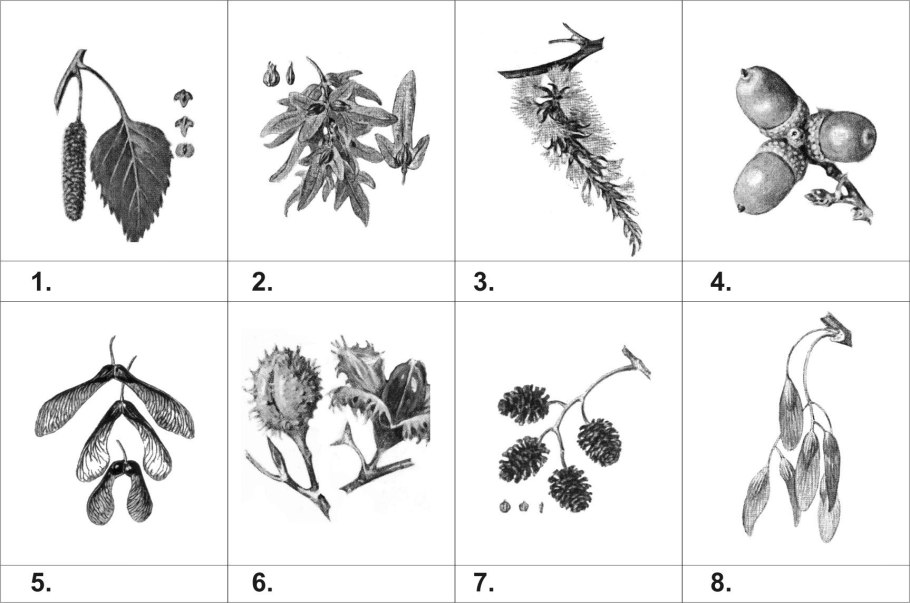 Распространение семян и плодов клена