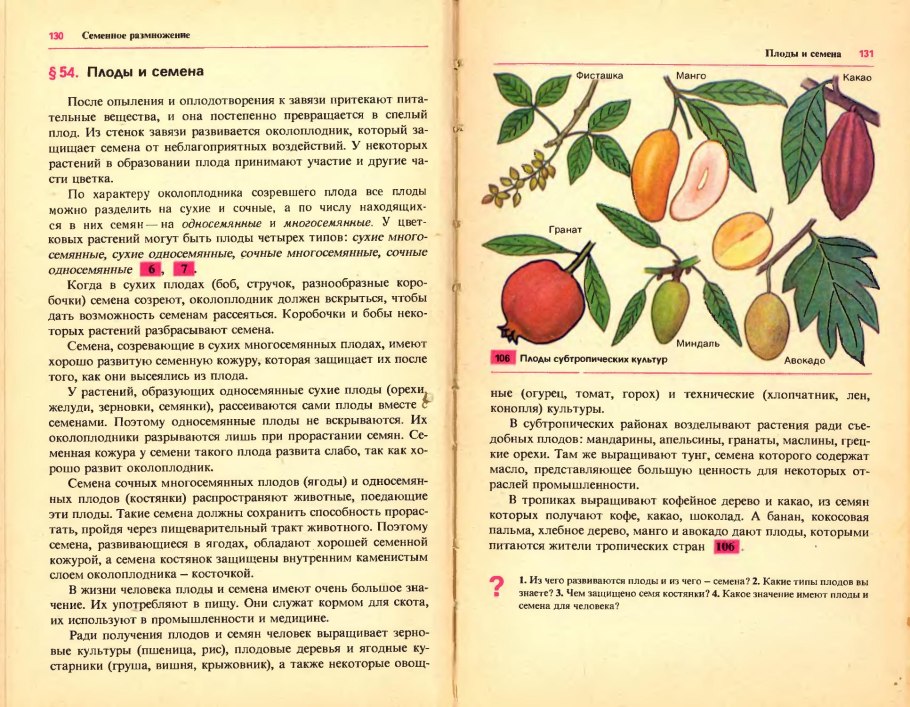 Осина обыкновенная (Pópulus trémula)